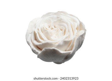 Vector aislado de rosa blanco sobre fondo claro