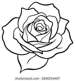 White rose on white background with soft petals and delicate bloom