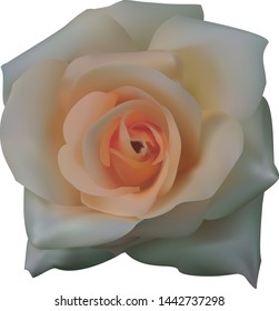 
white rose on a white background in vector graphics