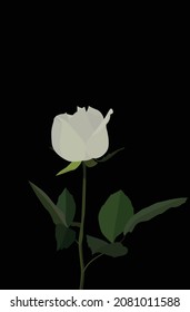 White rose on a black background. Vector flat image on a black background. Green leaves and white petals. Design for cards, posters, backgrounds, templates, textiles.