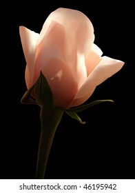 White rose on a black background