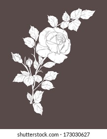 white rose on dark