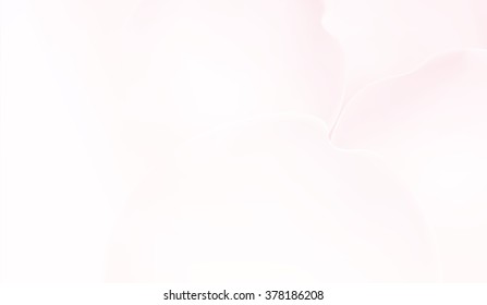 white rose petals in soft color and blur style vector background 