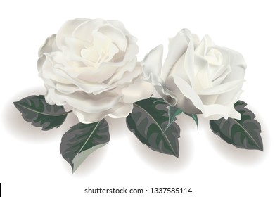 White rose realistic vector illustration