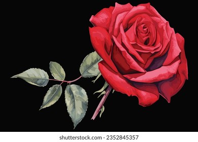 

white Rose and Red Rose vector design
