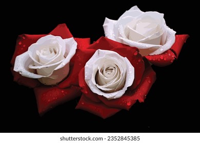 

white Rose and Red Rose vector design