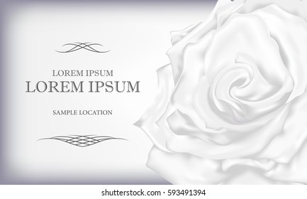 White Rose with text on a card or invitation. Vector 