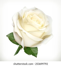 White Rose, Vector Illustration