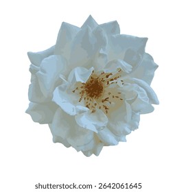 White rose vector illustration. Rosa 'Climbing Iceberg' flower with delicate white petals and golden stamens, isolated on a clean white background for botanical and floral design use.
