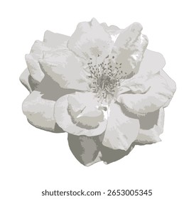 Ilustração do vetor de rosa branca. Rosa 'Escalando Iceberg' flor com delicadas pétalas brancas e estames dourados, isolado em um fundo branco limpo para uso de design botânico e floral.

