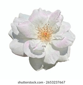 Ilustração do vetor de rosa branca. Rosa 'Escalando Iceberg' flor com delicadas pétalas brancas e estames dourados, isolado em um fundo branco limpo para uso de design botânico e floral.
