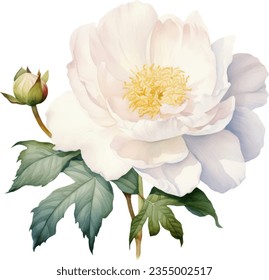 Color de la rosa blanca cautivadora combinación de flores y hojas, aisladas en fondo blanco