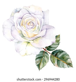 White Rose. Watercolor, Hand Painted, Isolated On Background. Vector Illustration