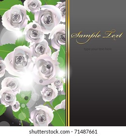 White roses background|card|brochure. Vector illustration.