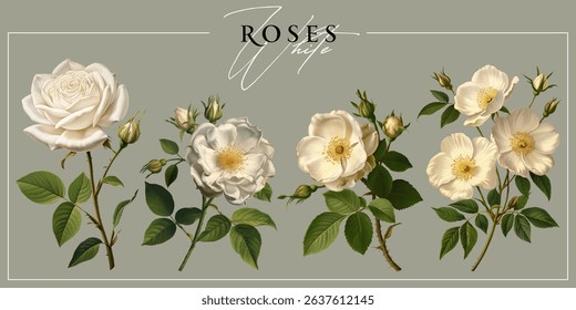 White  roses isolated on a neutral background. Vintage painting style illustration.