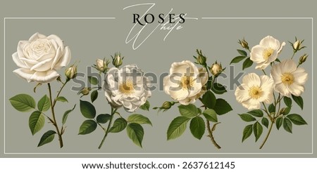 White  roses isolated on a neutral background. Vintage painting style illustration.
