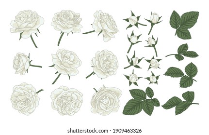 Weiße Rosen. Eine Reihe von Rosen, Blüten und Knospen. Rosenelemente für florales romantisches Design.