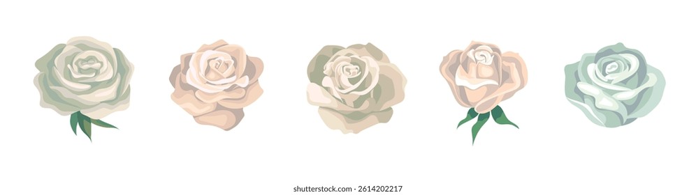 White roses. A set of vector colors for creating a design