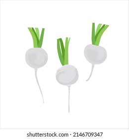 white round turnip vector illustration isolated on white background. white root. White radish. 