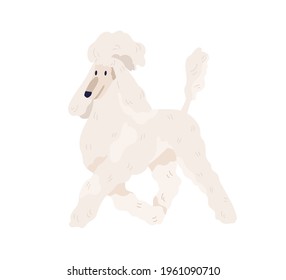 White Royal Poodle walking. Standard Pudel breed with elegant haircut. Friendly purebred dog going with raised tail. Luxurious doggy. Isolated flat vector illustration of pet