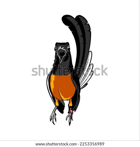 The white rumped shama vector