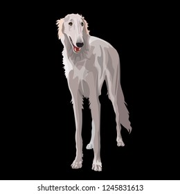 White russian borzoi dog. Vector illustration isolated on black background