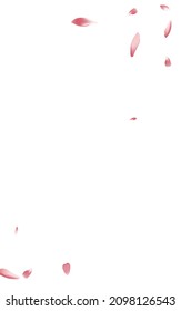 White Sakura Petal Vector White Background. Transparent Valentine Cherry Petal Texture. Peach Petal Summer Banner. Springtime Rose Petal Pattern.
