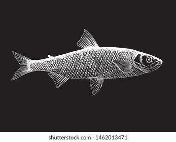 White Salmo Maraena vector illustration on black background for any use