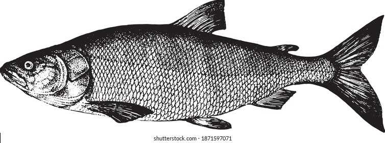 White salmon, Nelma. Fish collection. Healthy lifestyle, delicious food, ichthyology scientific drawings. Hand-drawn images, black and white graphics.