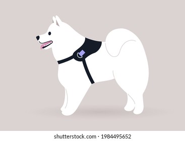 A White Samoyed Dog In A Harness Standing In A Side View, Black Nose And Pink Tongue, A Cute Mascot