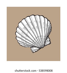 white scallop sea shell, sketch style vector illustration isolated on brown background. Realistic hand drawing of saltwater scallop seashell, clam, conch