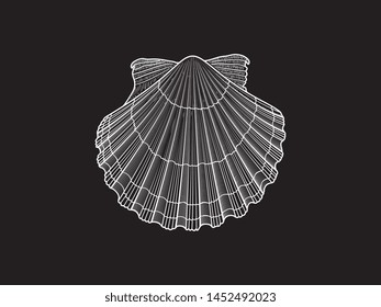 White Scallop vector illustration on black background engraved style