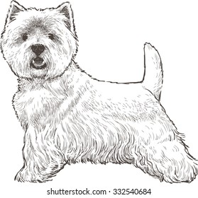 white scottish terrier