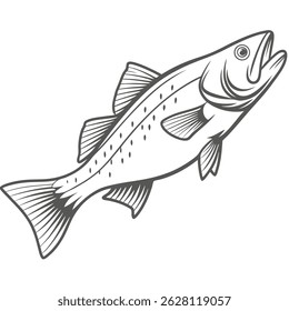 White Seabass Line Art Illustration, Atractoscion Nobilis