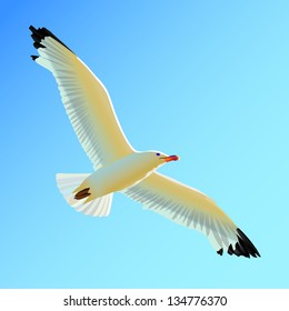 White seagull soaring in the blue sky
