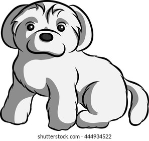 a white shaggy puppy