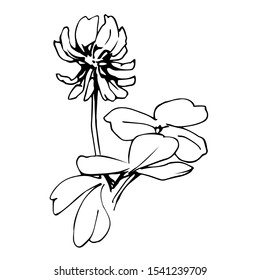 white shamrock flower with leaves vector illustration in black ink isolated on white background in hand drawn style