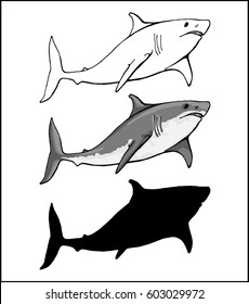 white shark in 3 versions: color, contour, silhouette	