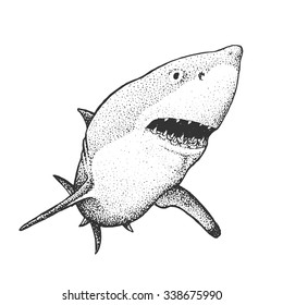 White Shark - Classic Drawn Ink Illustration Isolated on White Background