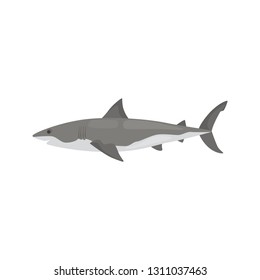White shark color vector icon. Flat design