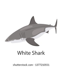 White shark color vector icon. Flat design