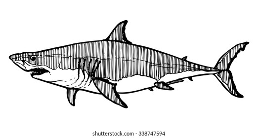 White shark decorative ink drawing. Vector hand drawn dangerous killer fish. Marine animal isolated on white background