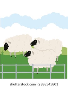 White sheep with black muzzles graze in a meadow