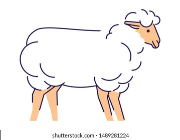 White sheep flat vector illustration. Livestock farming, domestic animal husbandry design element with outline. Merino ewe isolated on white background. Lamb meat, sheep wool production logo