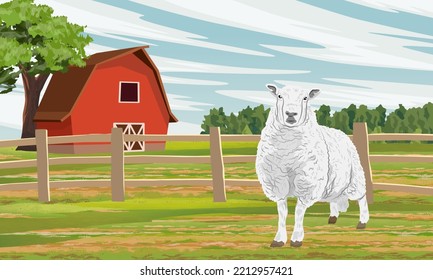 A white sheep is grazing in a meadow near a large red barn. Farm and farm animals. Realistic vector landscape