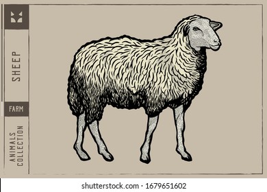 White Sheep Hand Drawn Vector Illustration Engraving Style