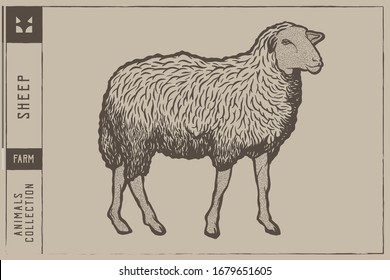 White Sheep Hand Drawn Vector Illustration Engraving Style - Out line