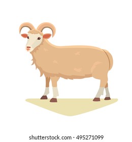 White sheep isolated