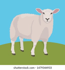 White sheep standing in field. Farm animals series. Flat vector illustration, eps 10