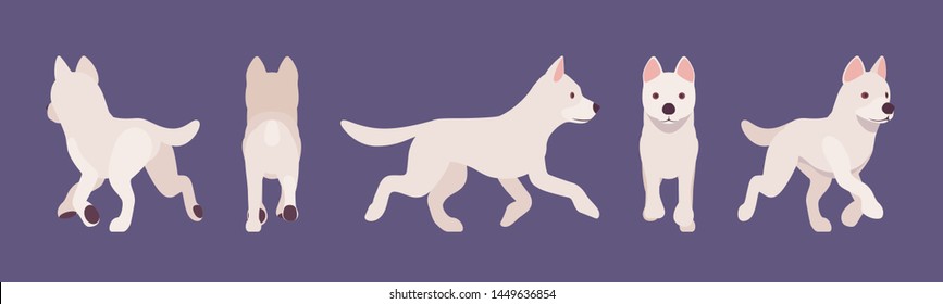 White shepherd dog running. Working active breed, cute family pet, companion for disability assistance, search, rescue, police, military help. Vector flat style cartoon illustration, different views